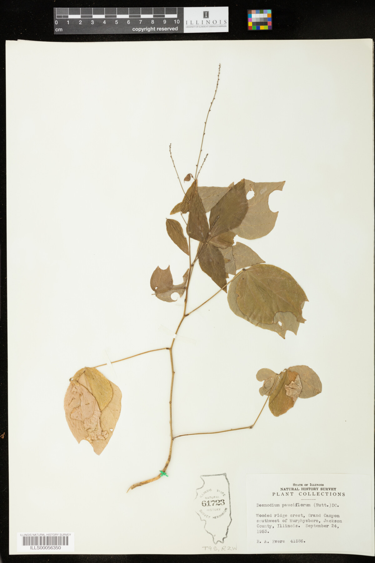 Desmodium pauciflorum image