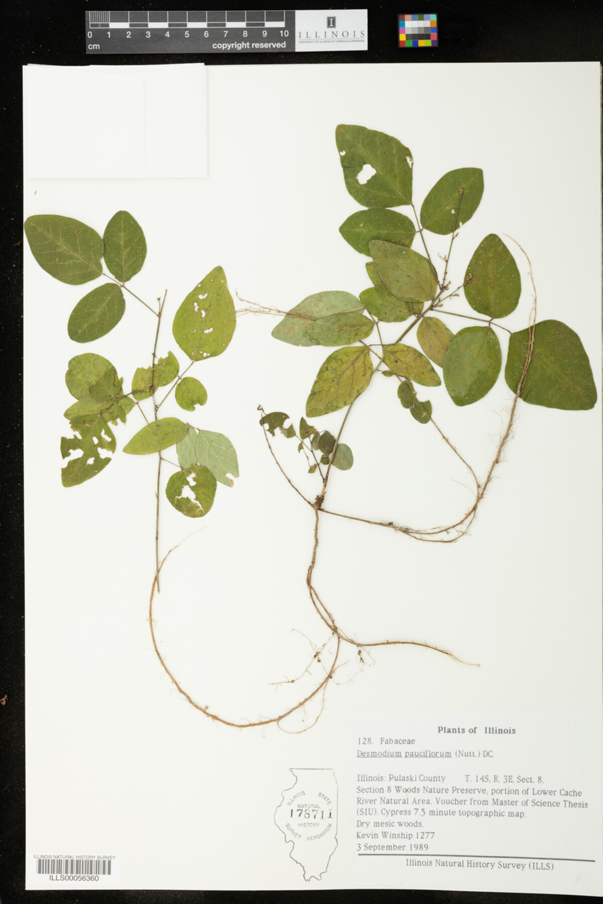 Desmodium pauciflorum image