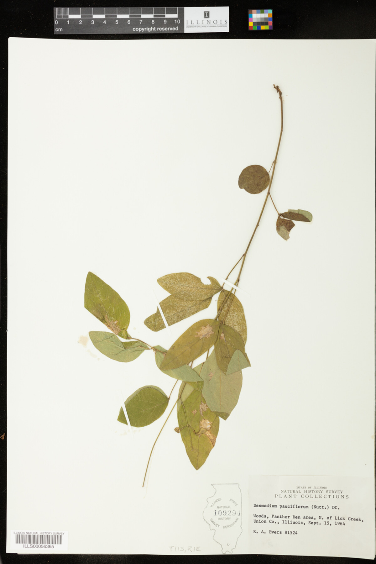 Desmodium pauciflorum image