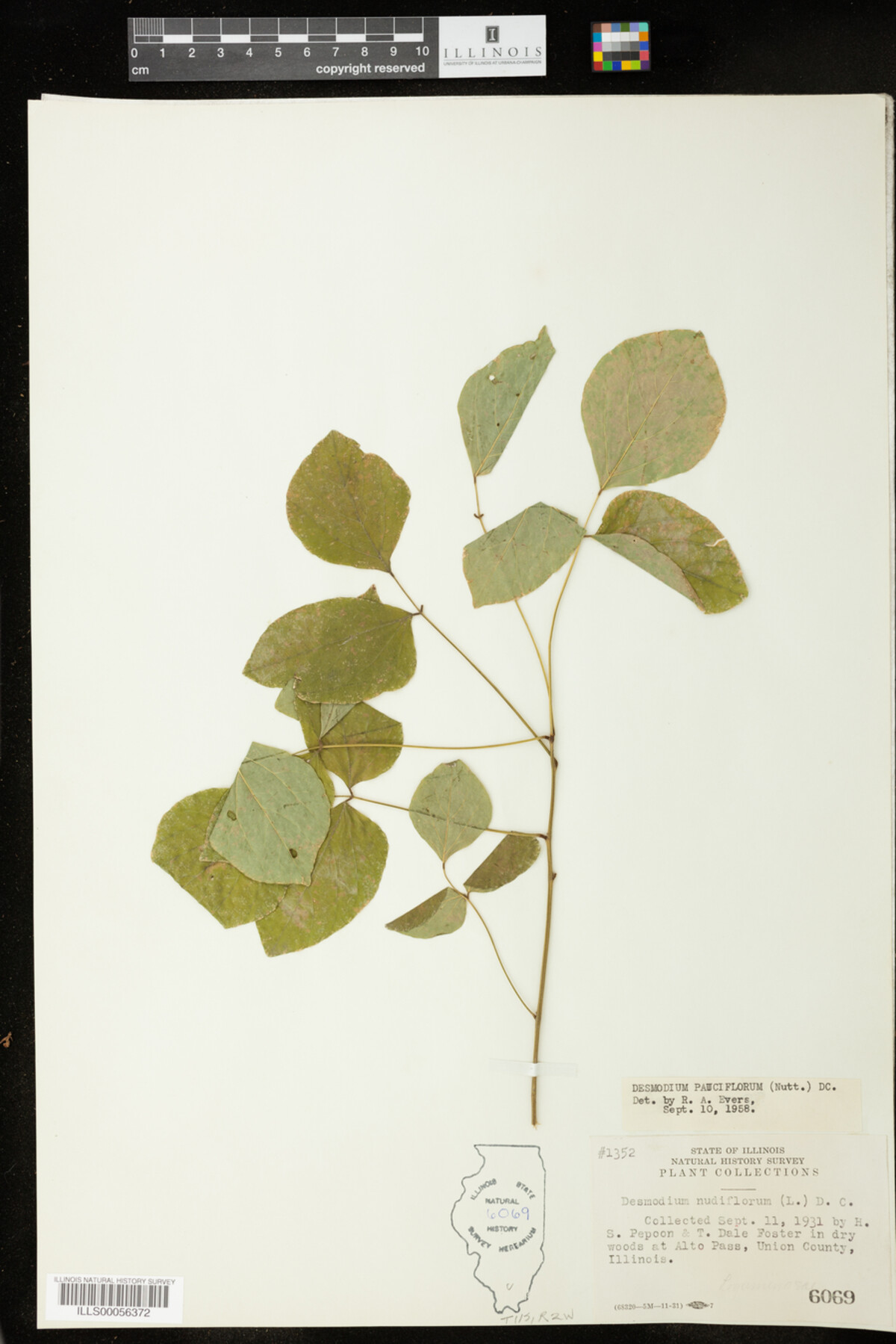 Desmodium pauciflorum image