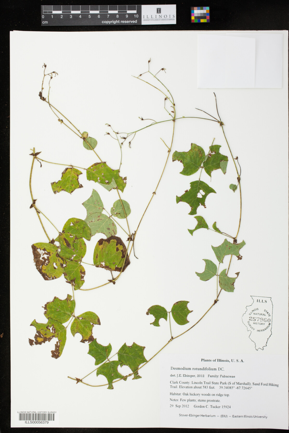 Desmodium rotundifolium image