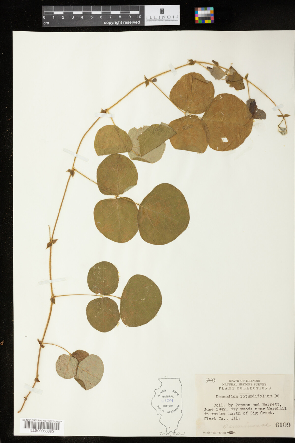 Desmodium rotundifolium image