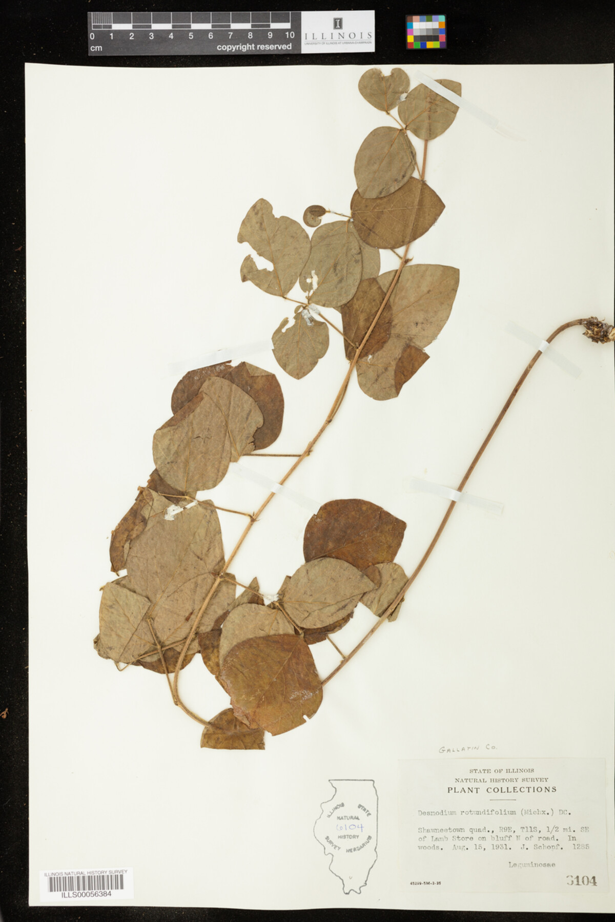 Desmodium rotundifolium image
