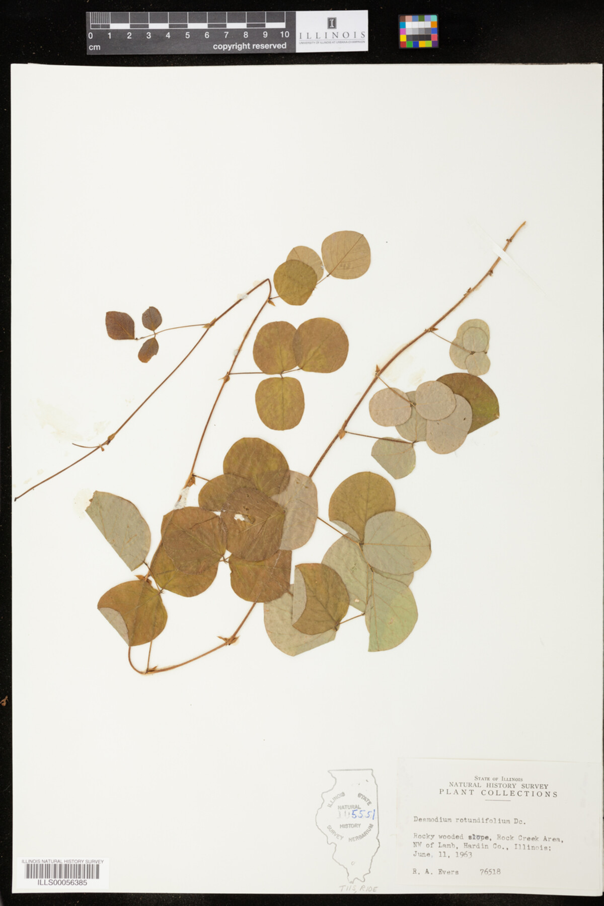 Desmodium rotundifolium image