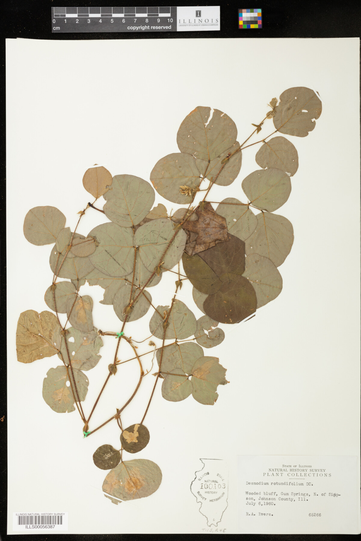 Desmodium rotundifolium image