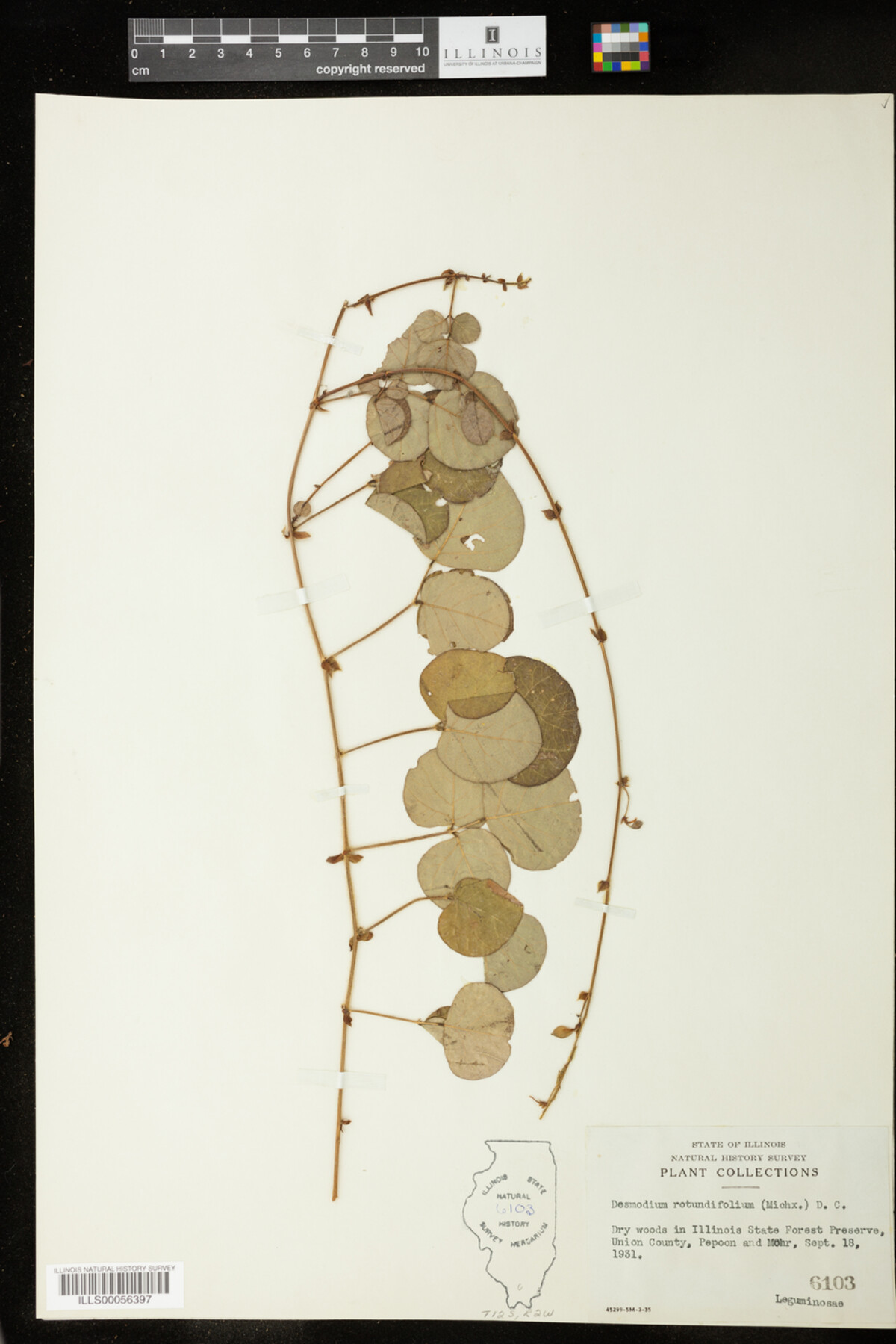 Desmodium rotundifolium image