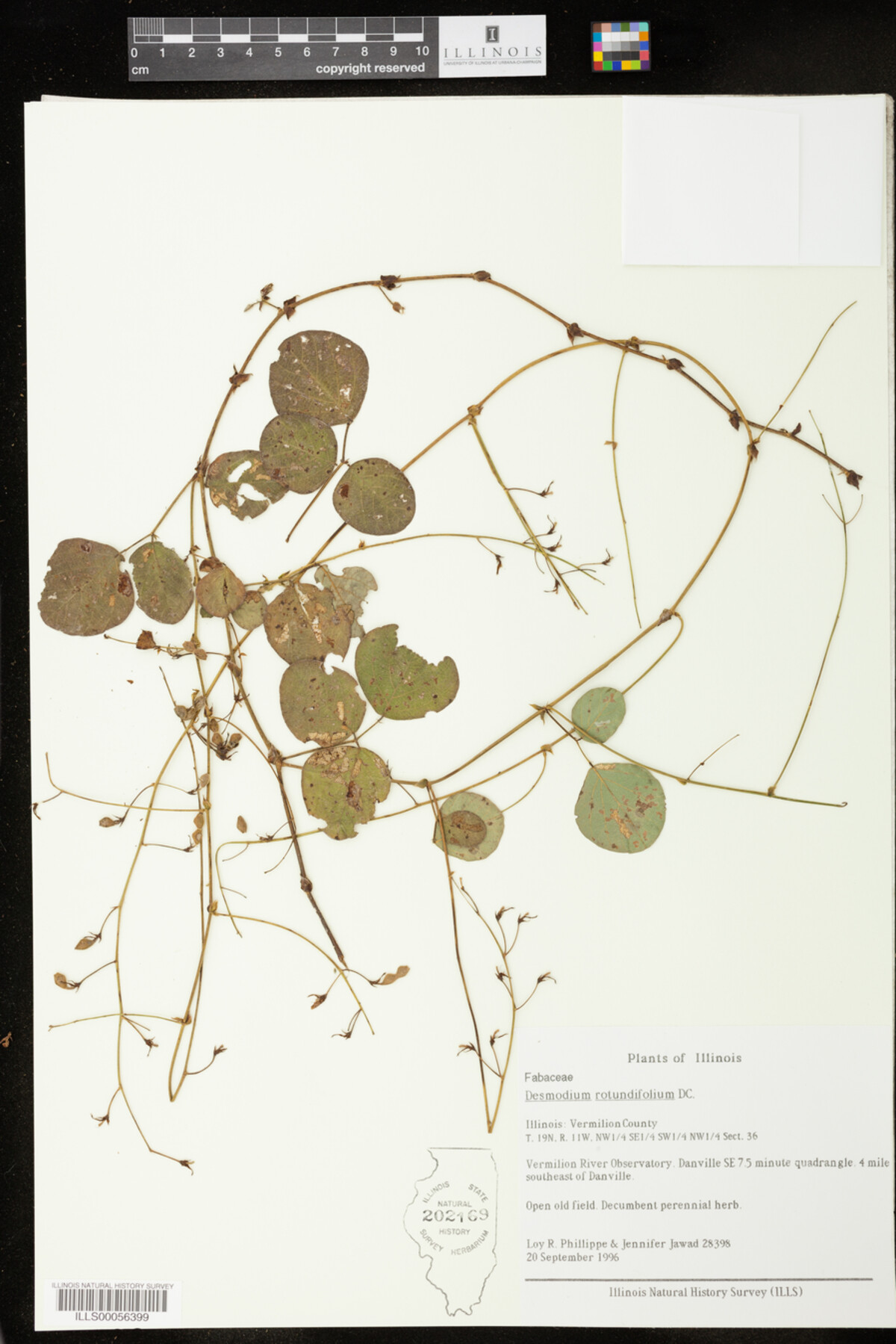 Desmodium rotundifolium image