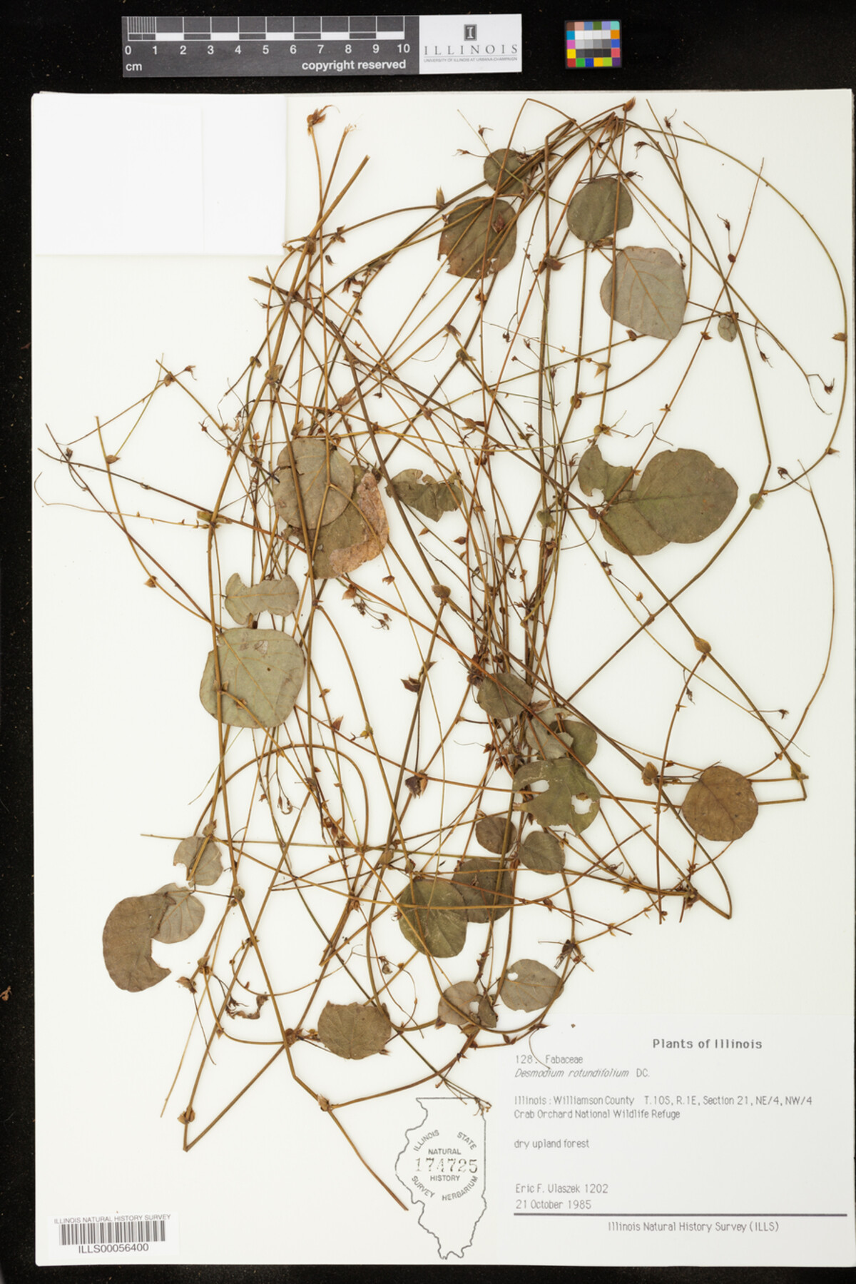 Desmodium rotundifolium image