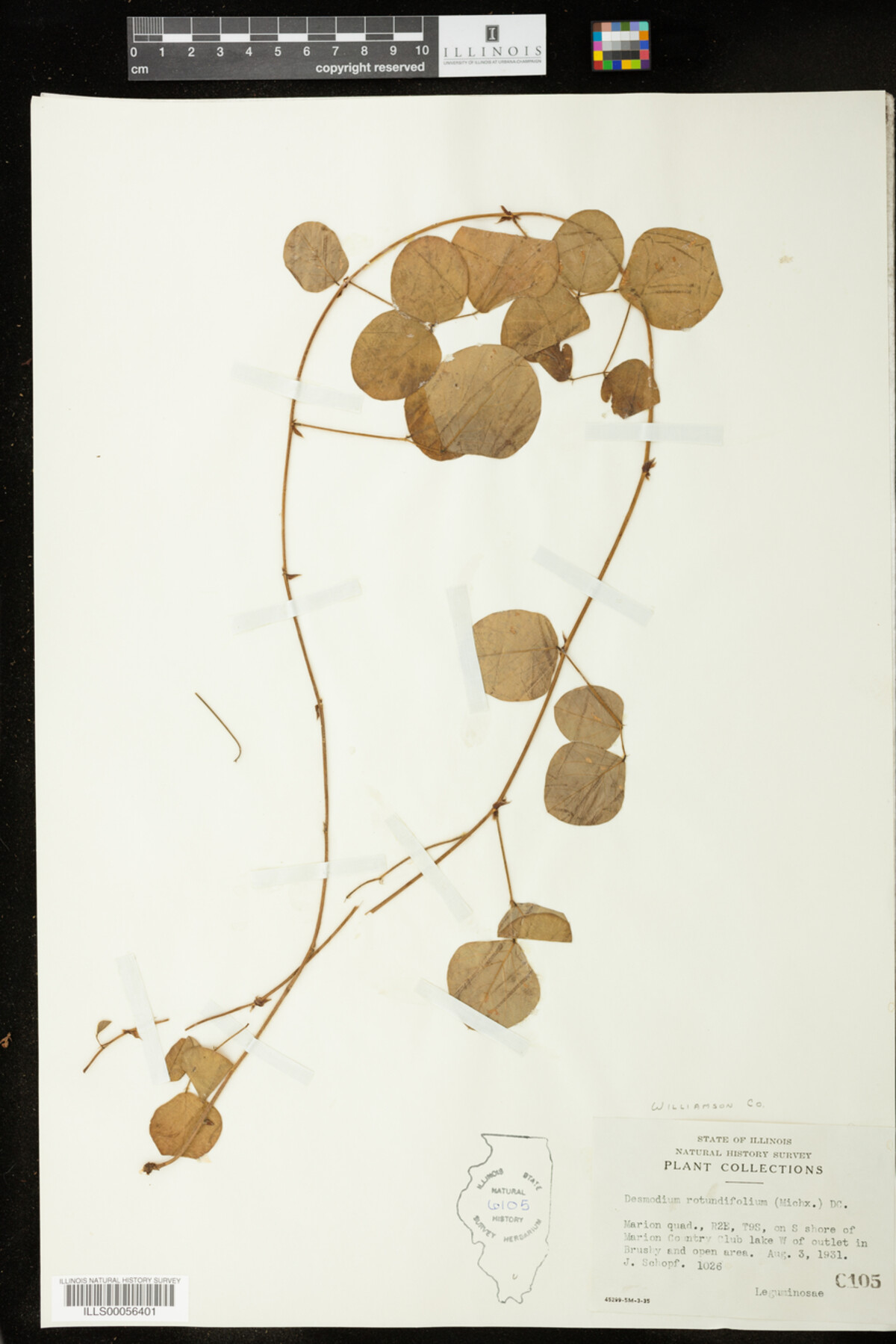 Desmodium rotundifolium image