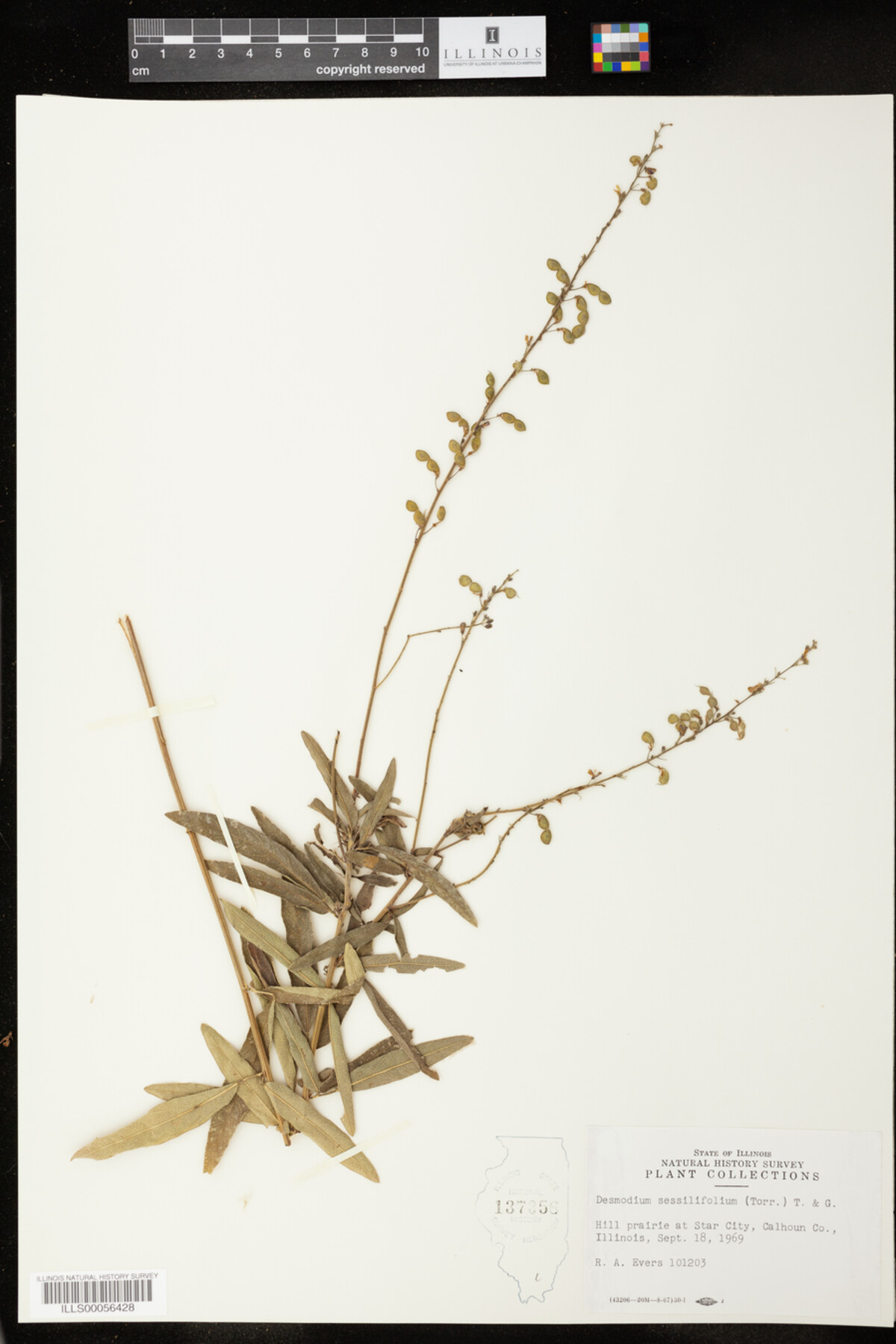 Desmodium sessilifolium image