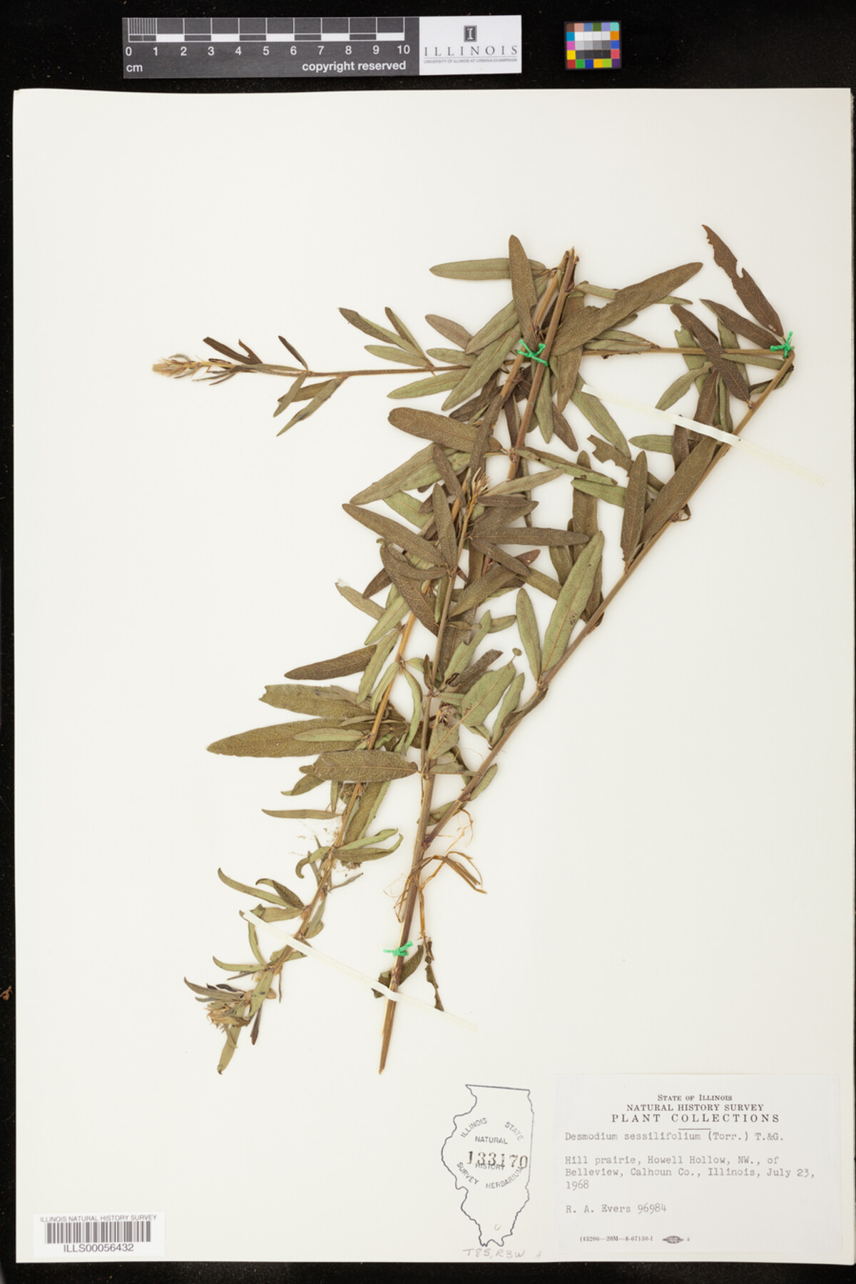 Desmodium sessilifolium image