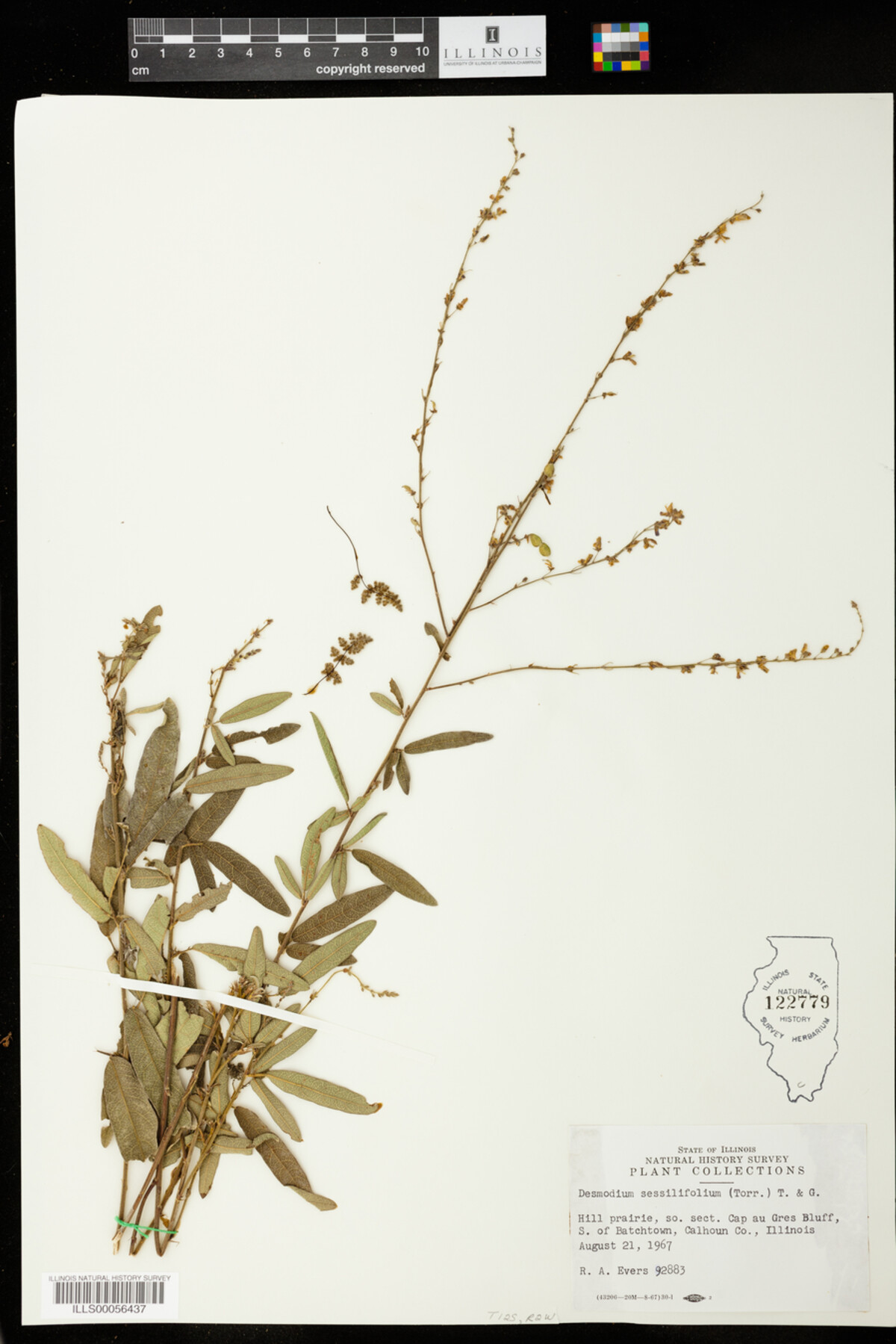 Desmodium sessilifolium image