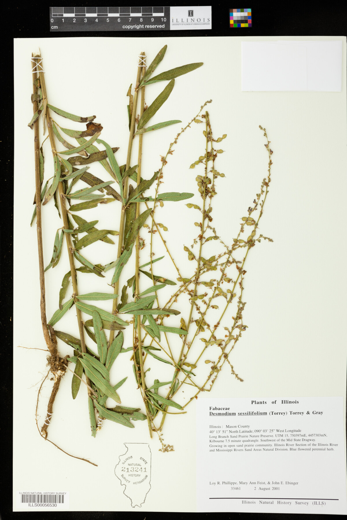 Desmodium sessilifolium image
