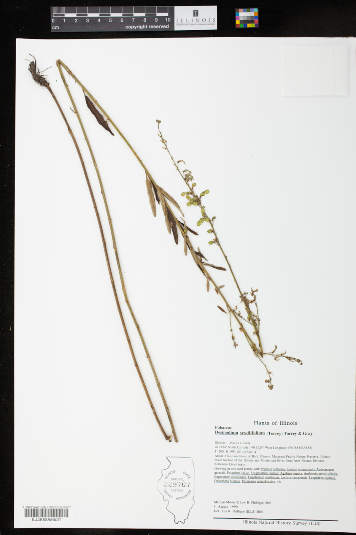 Desmodium sessilifolium image