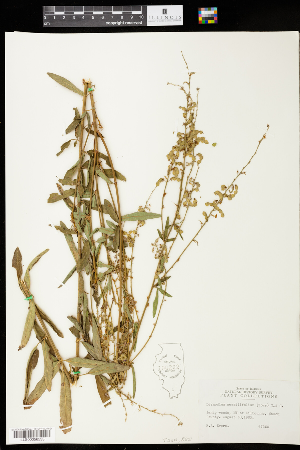 Desmodium sessilifolium image