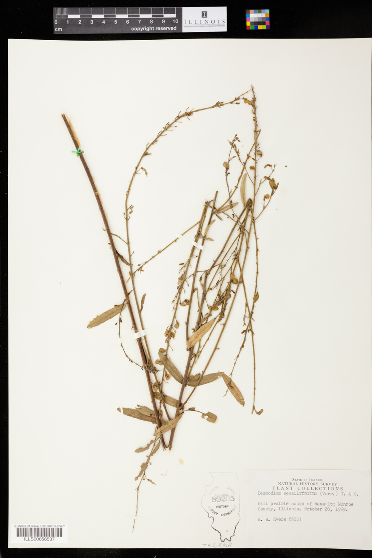Desmodium sessilifolium image
