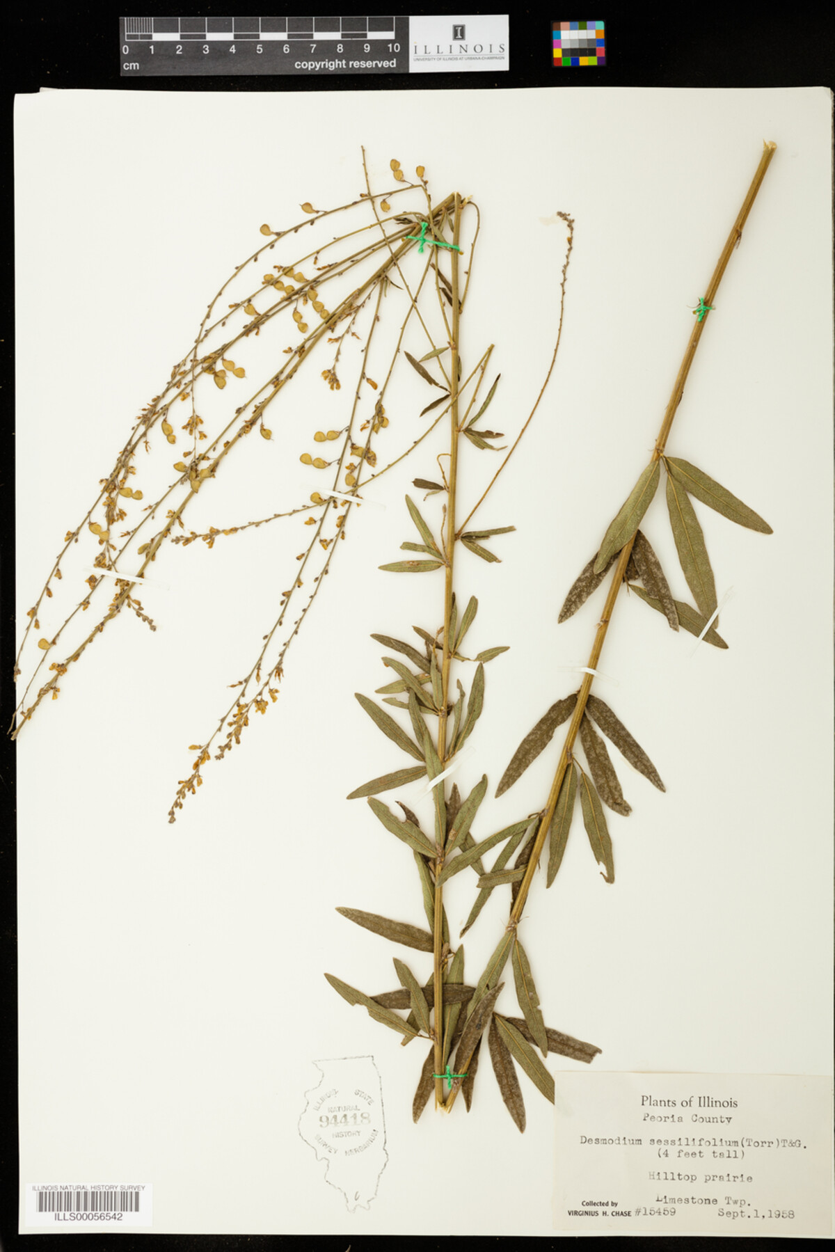 Desmodium sessilifolium image