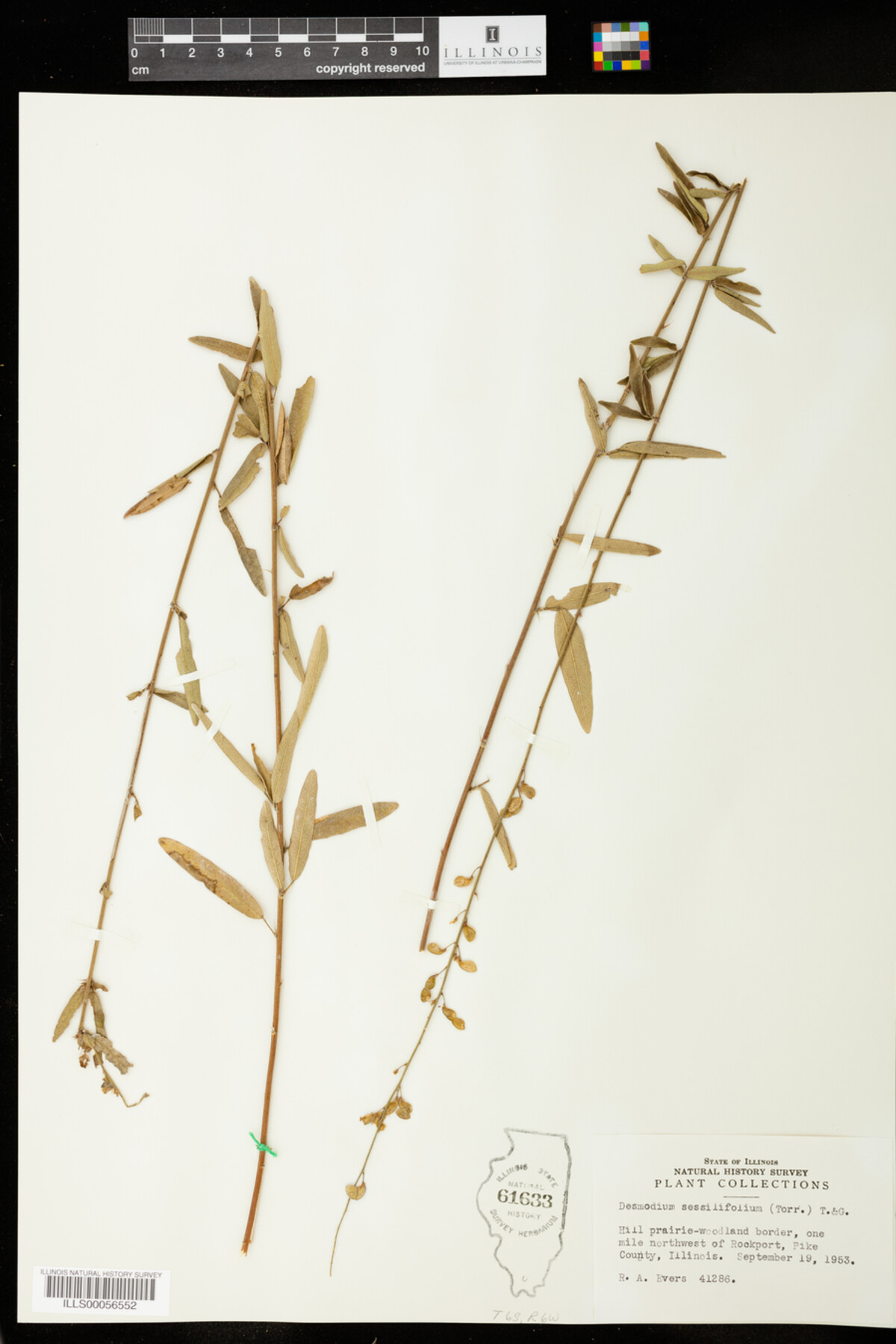 Desmodium sessilifolium image