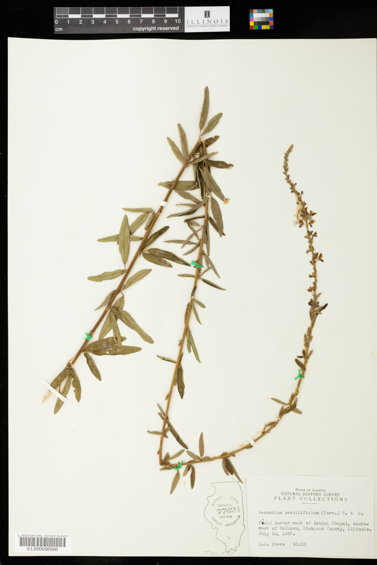 Desmodium sessilifolium image
