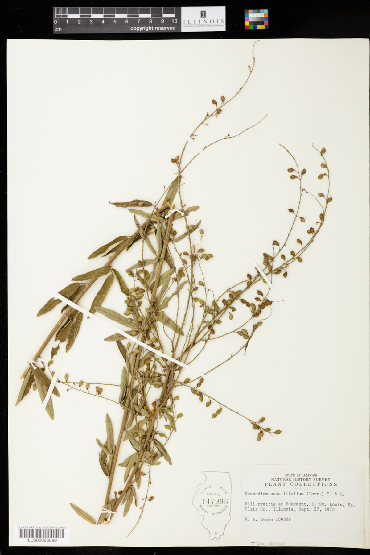 Desmodium sessilifolium image