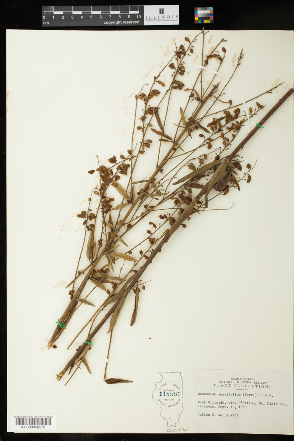 Desmodium sessilifolium image