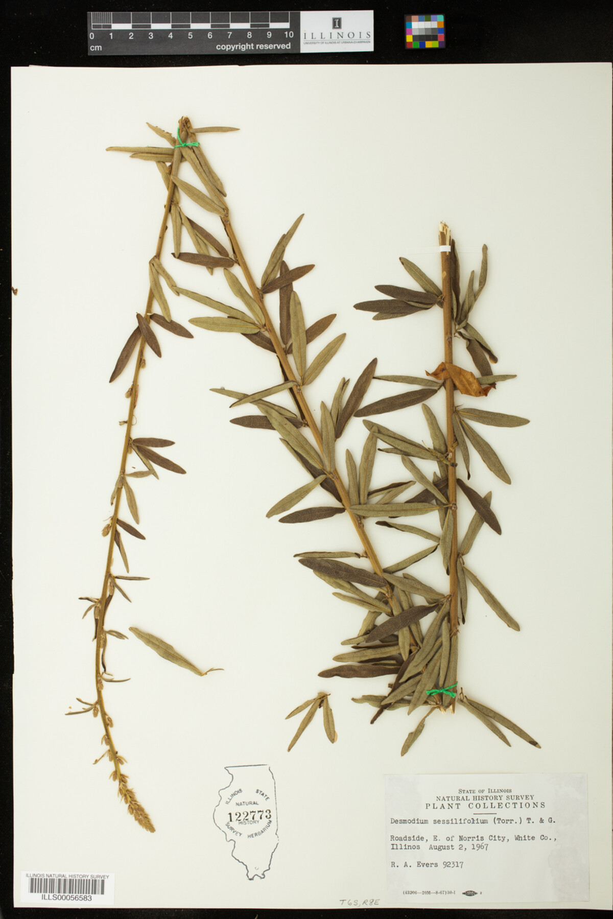 Desmodium sessilifolium image