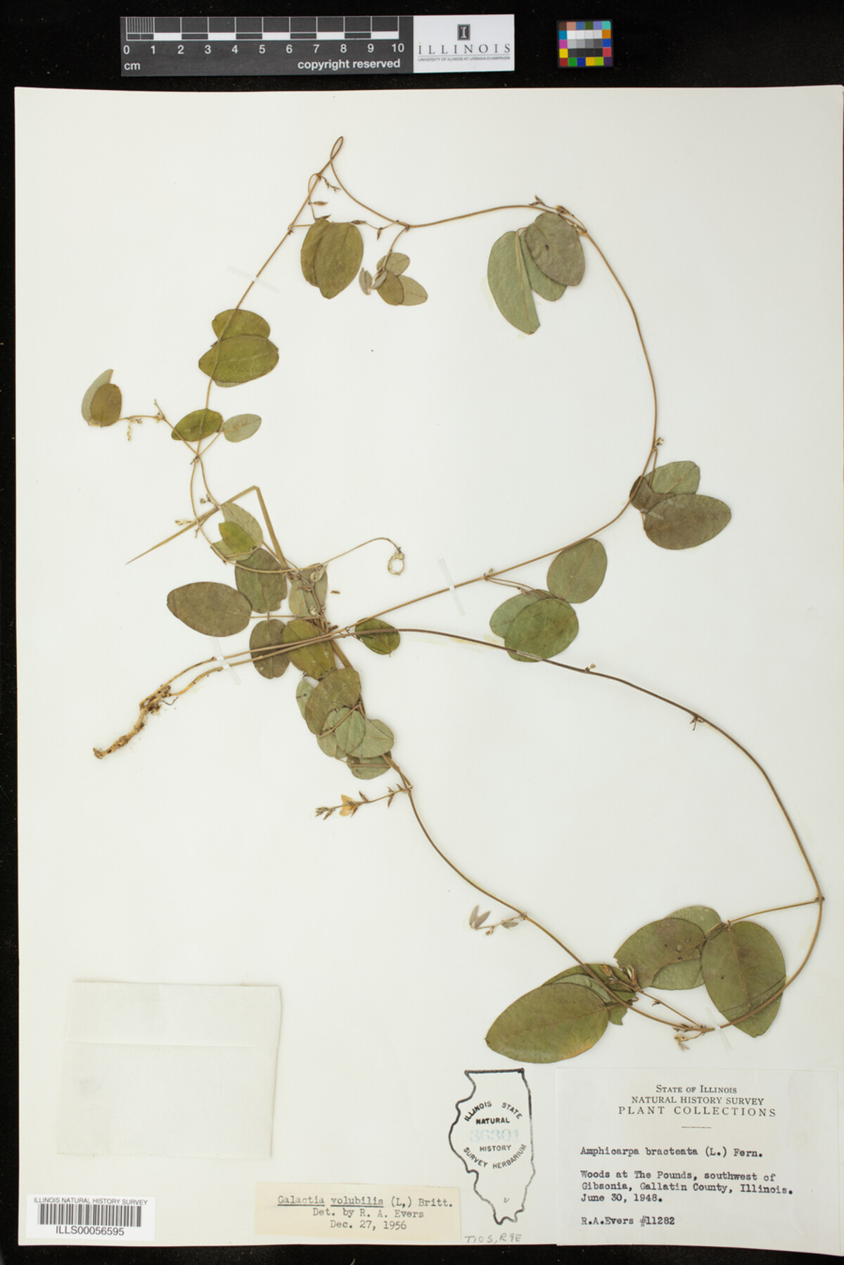 Galactia volubilis image