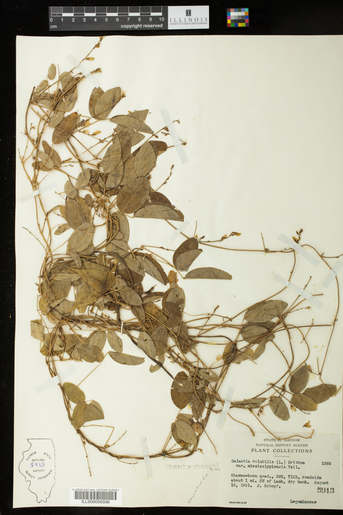 Galactia volubilis image