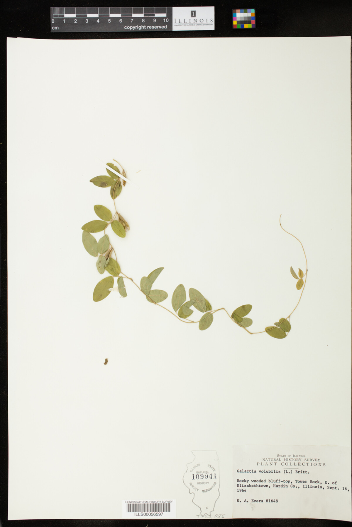 Galactia volubilis image