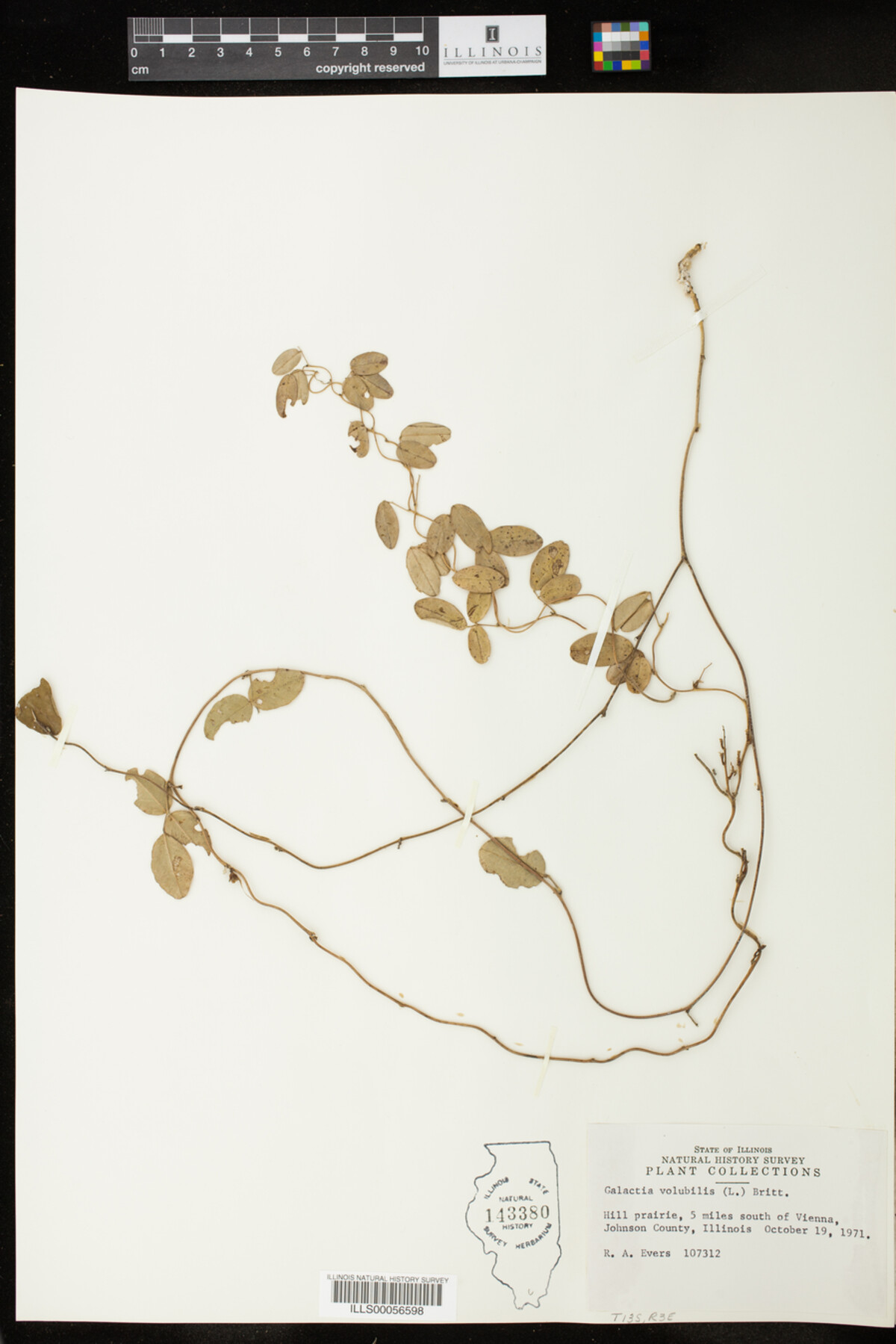 Galactia volubilis image