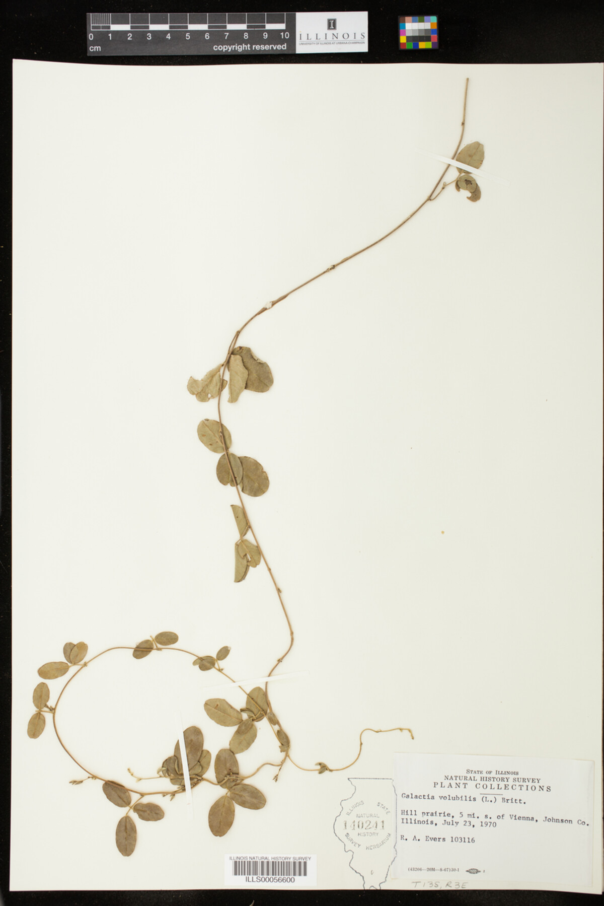 Galactia volubilis image