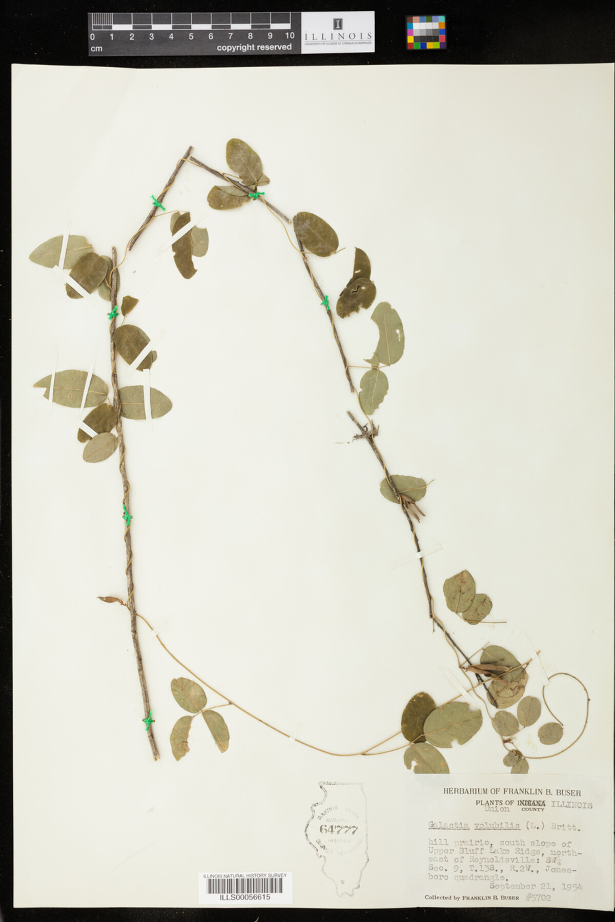 Galactia volubilis image