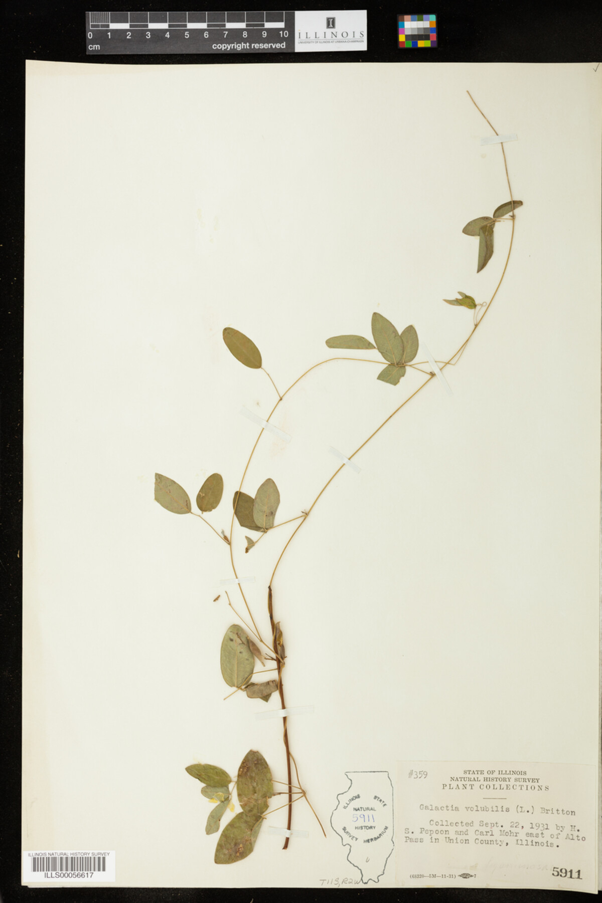 Galactia volubilis image