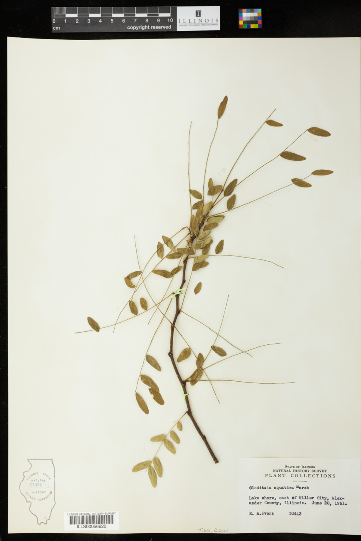 Gleditsia aquatica image