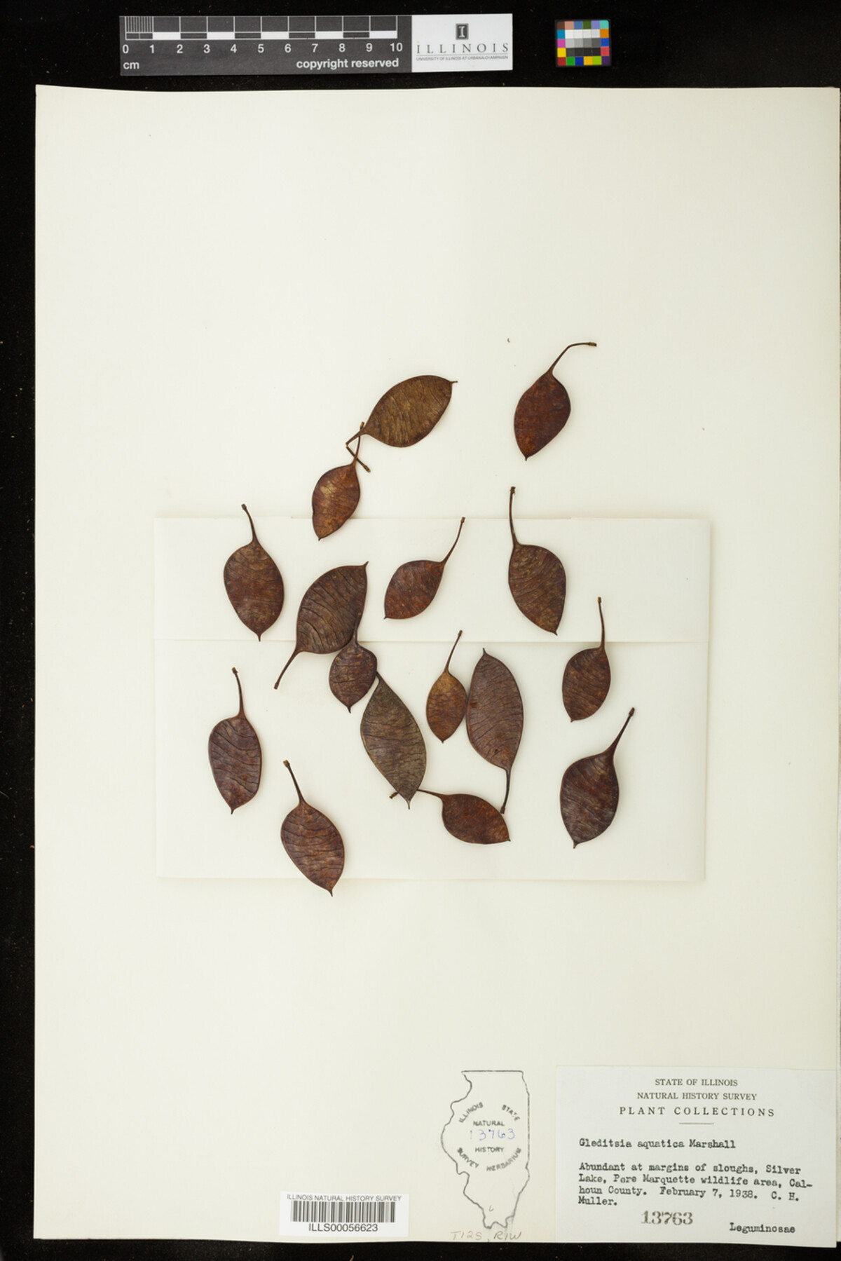 Gleditsia aquatica image