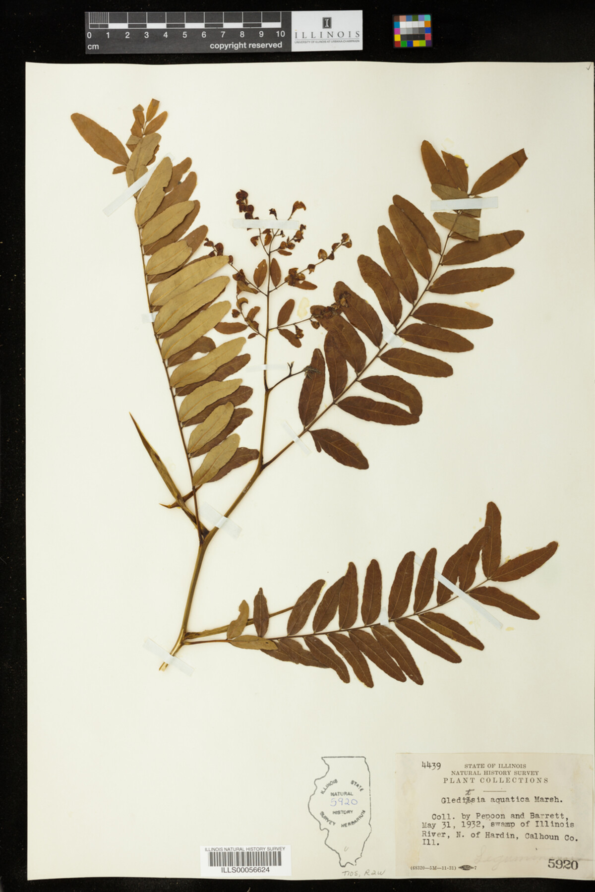 Gleditsia aquatica image