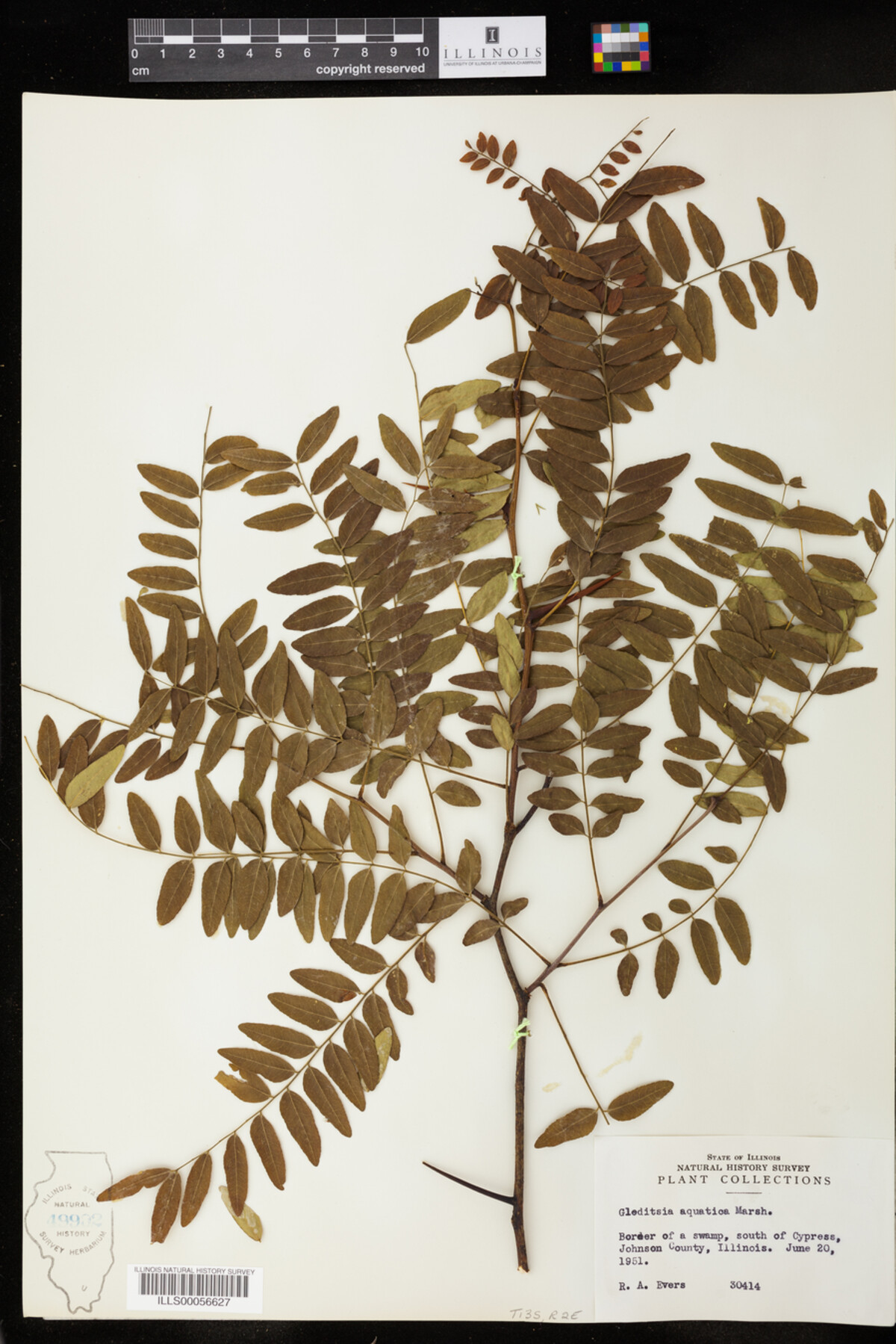 Gleditsia aquatica image