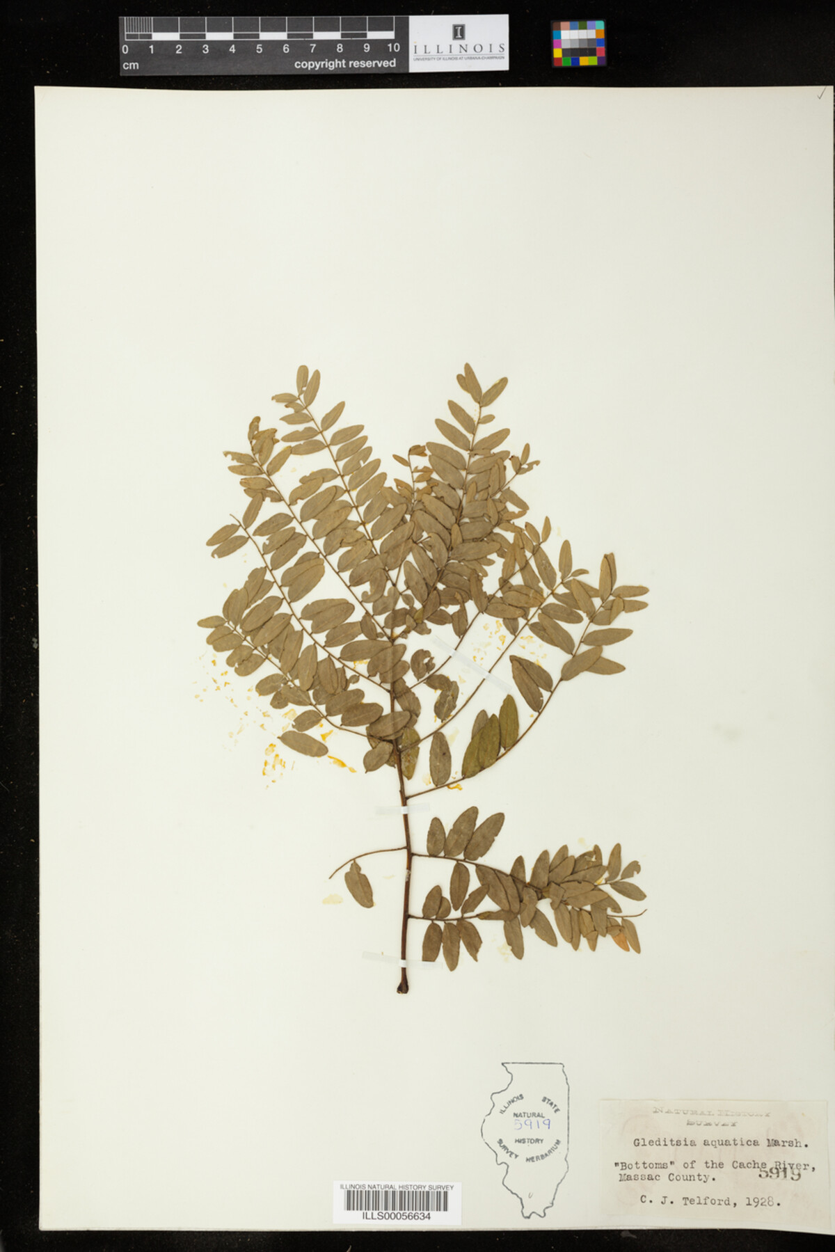 Gleditsia aquatica image