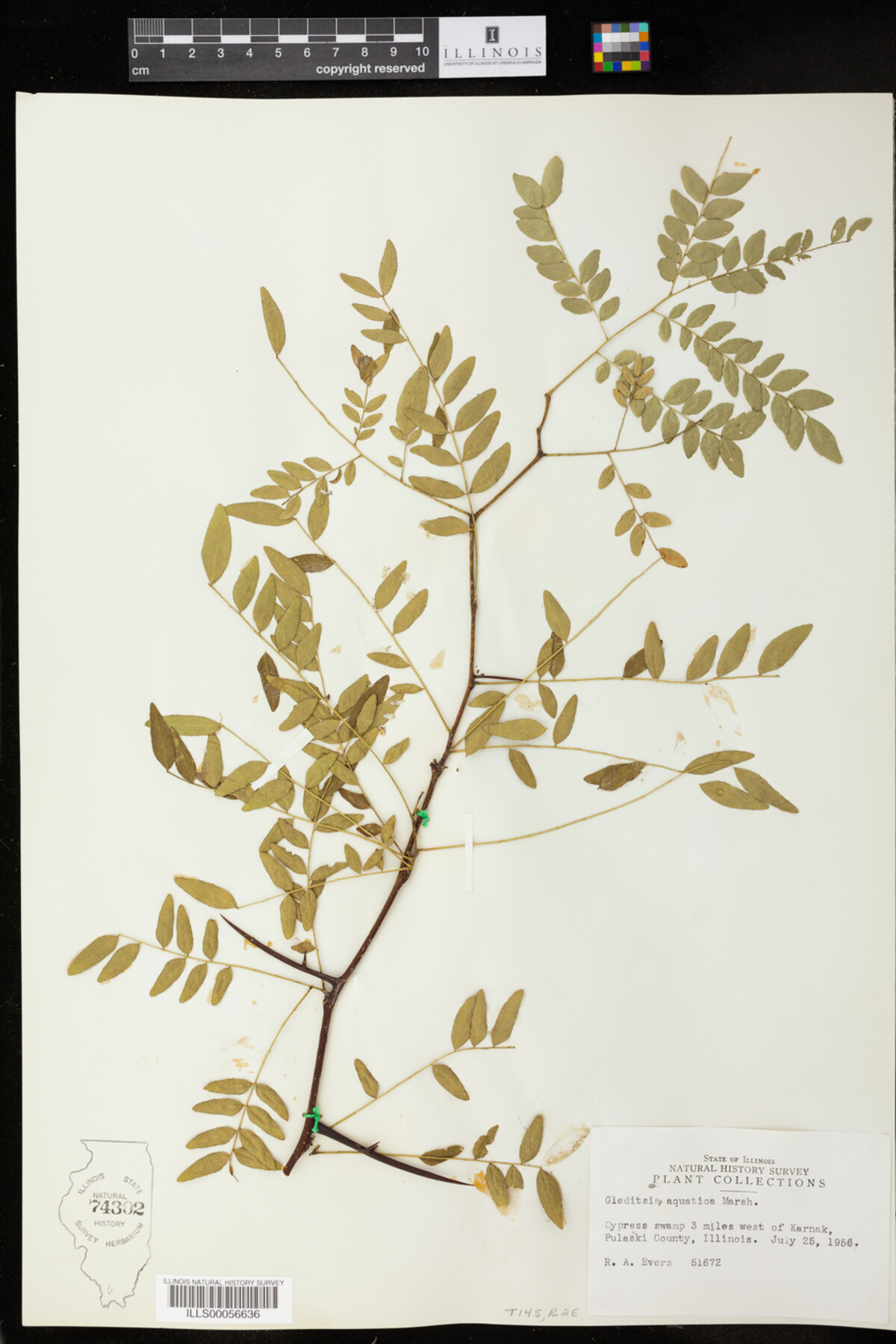 Gleditsia aquatica image