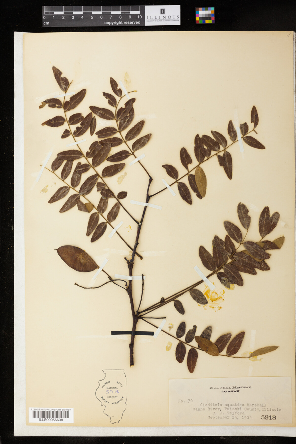 Gleditsia aquatica image