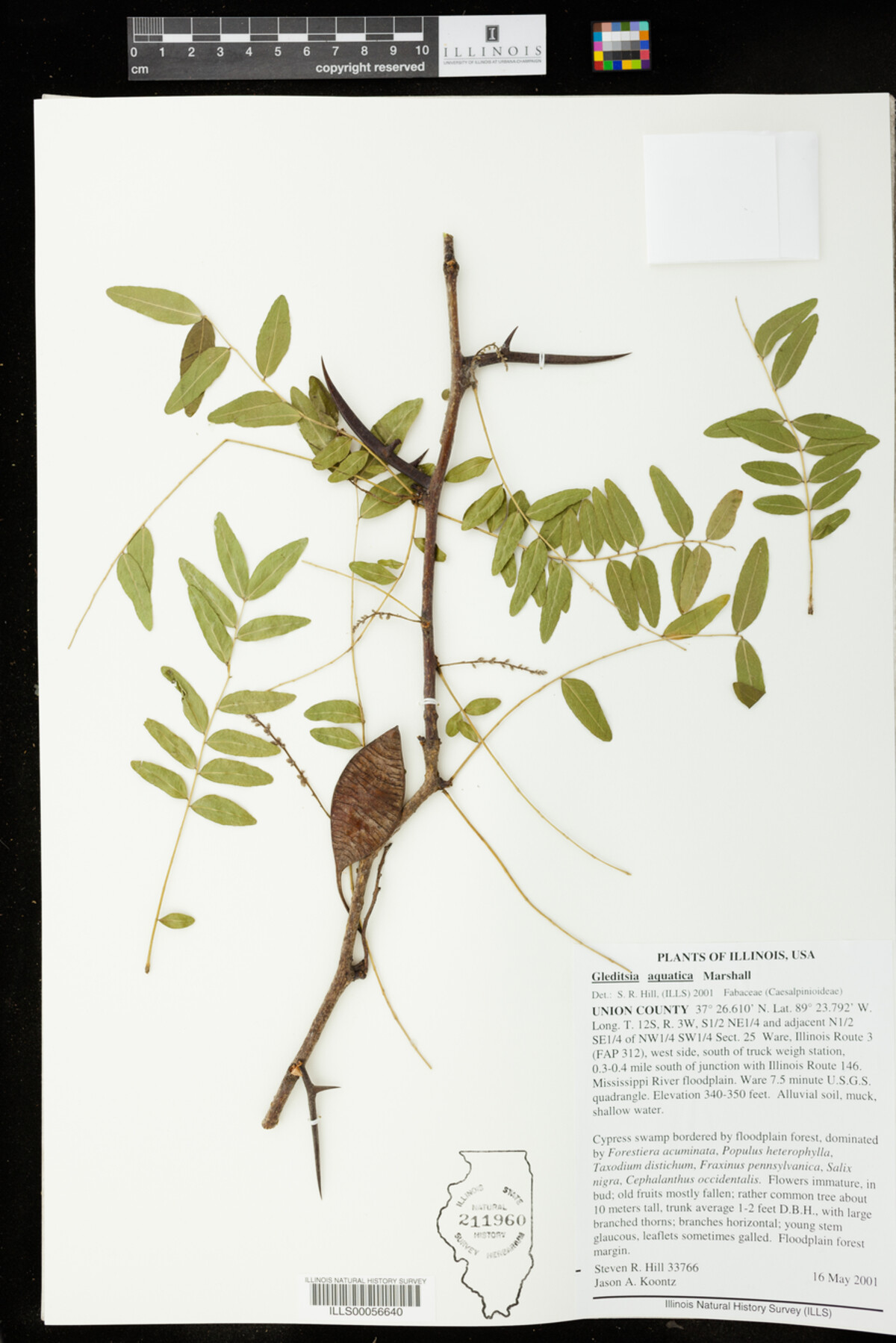 Gleditsia aquatica image