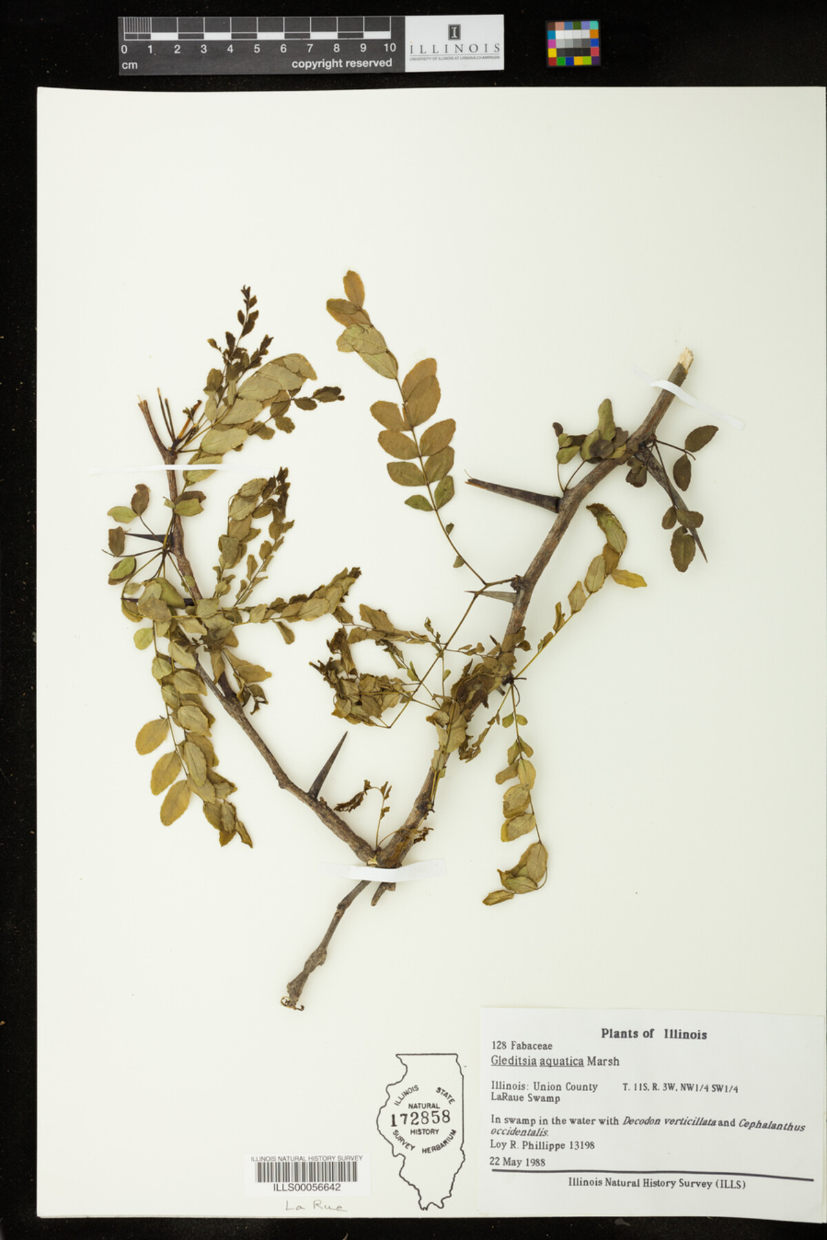 Gleditsia aquatica image