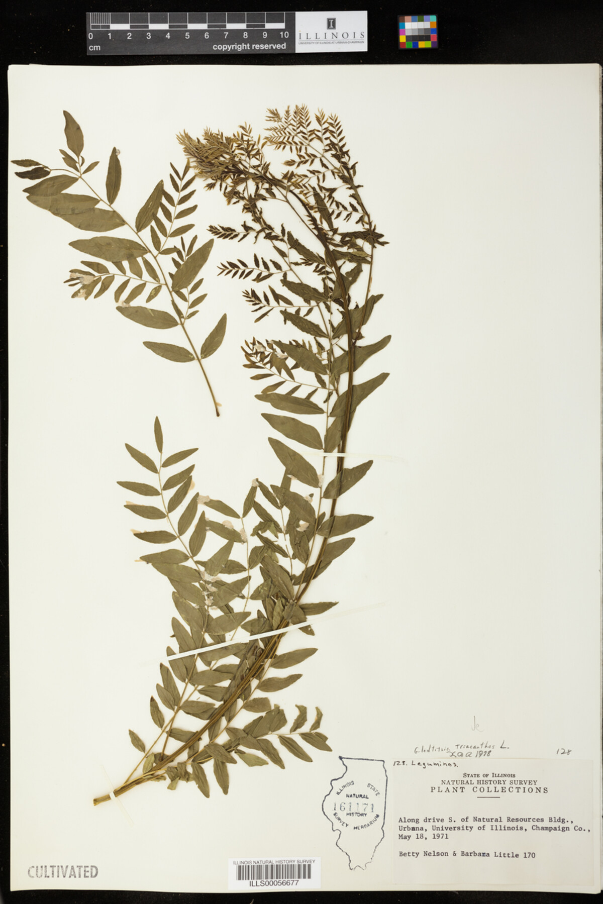 Gleditsia triacanthos image