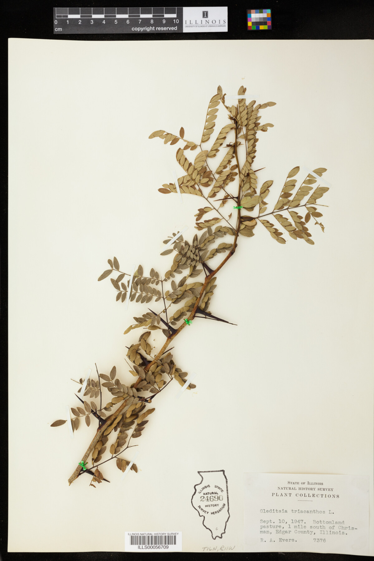 Gleditsia triacanthos image