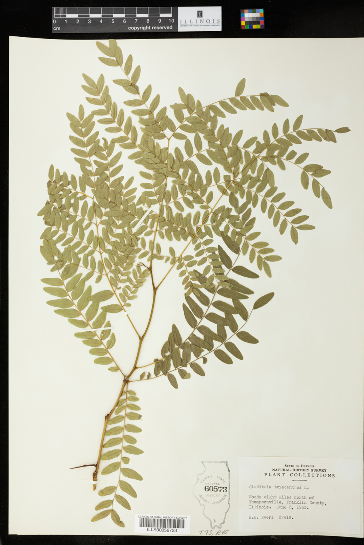 Gleditsia triacanthos image