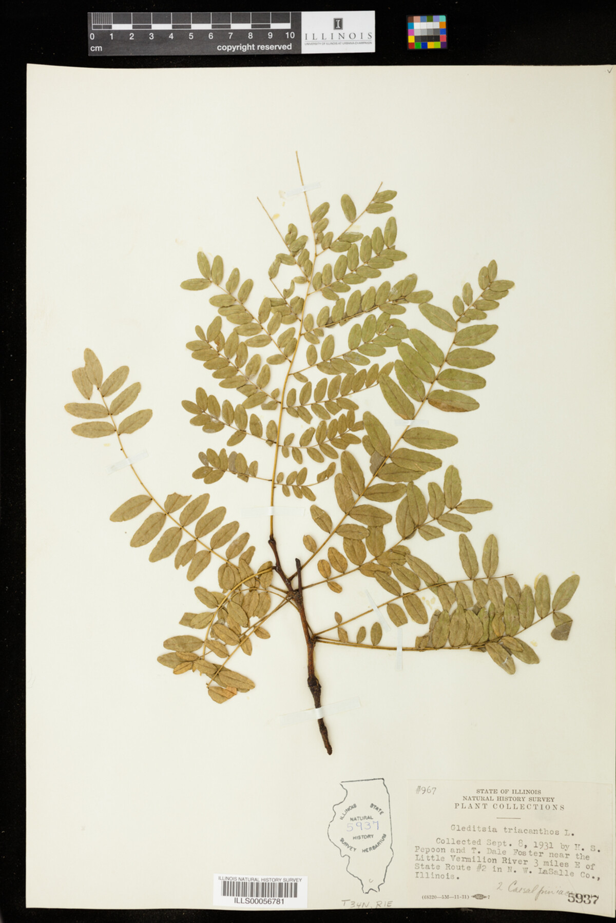 Gleditsia triacanthos image