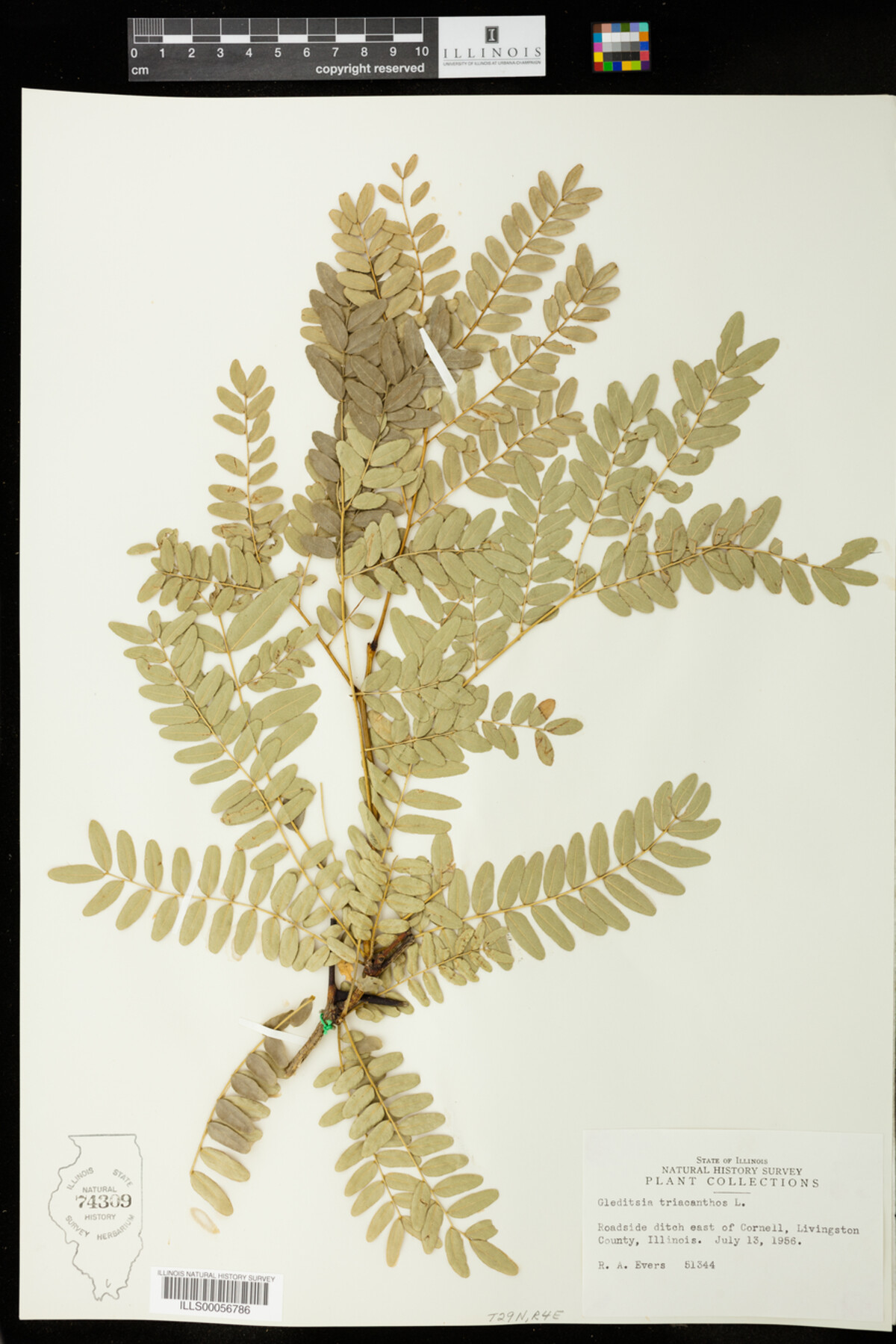 Gleditsia triacanthos image