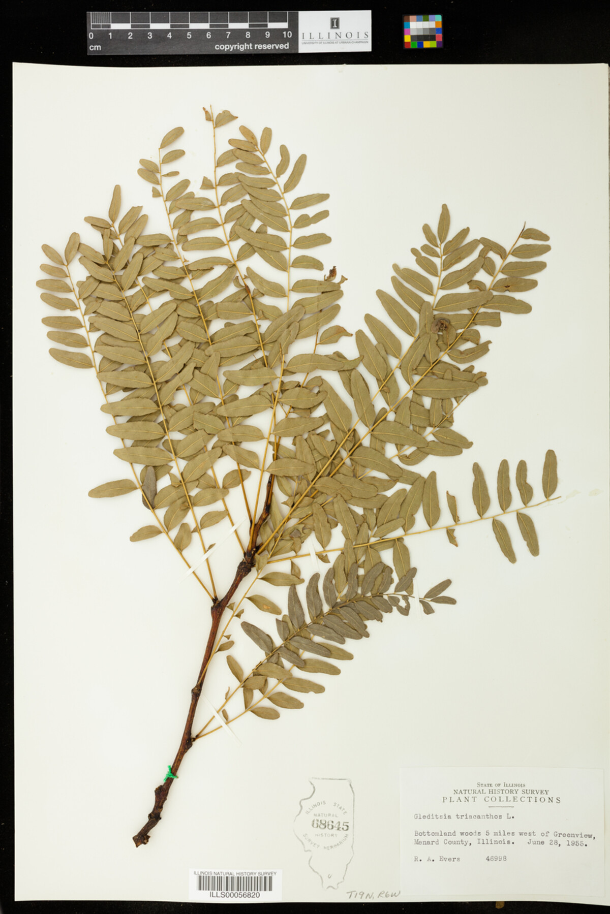 Gleditsia triacanthos image