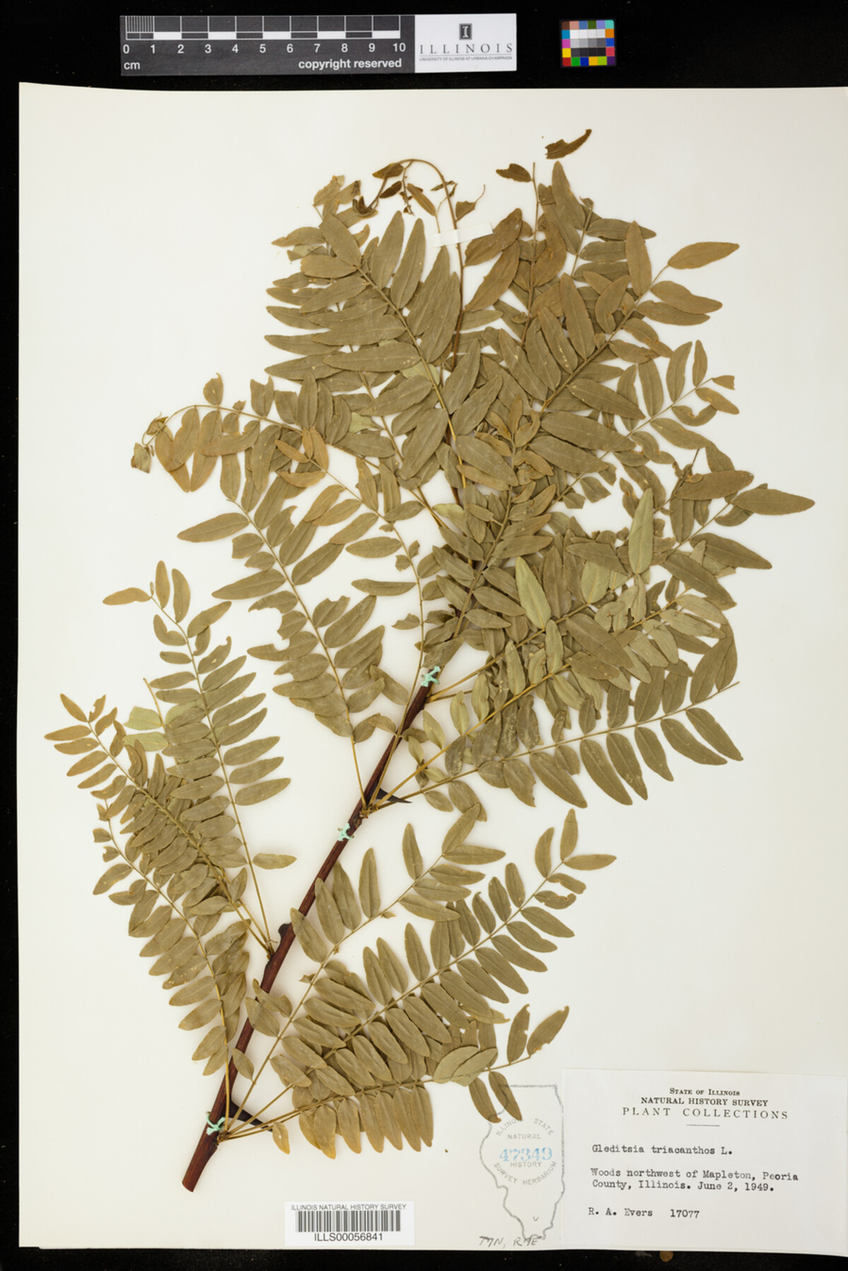 Gleditsia triacanthos image