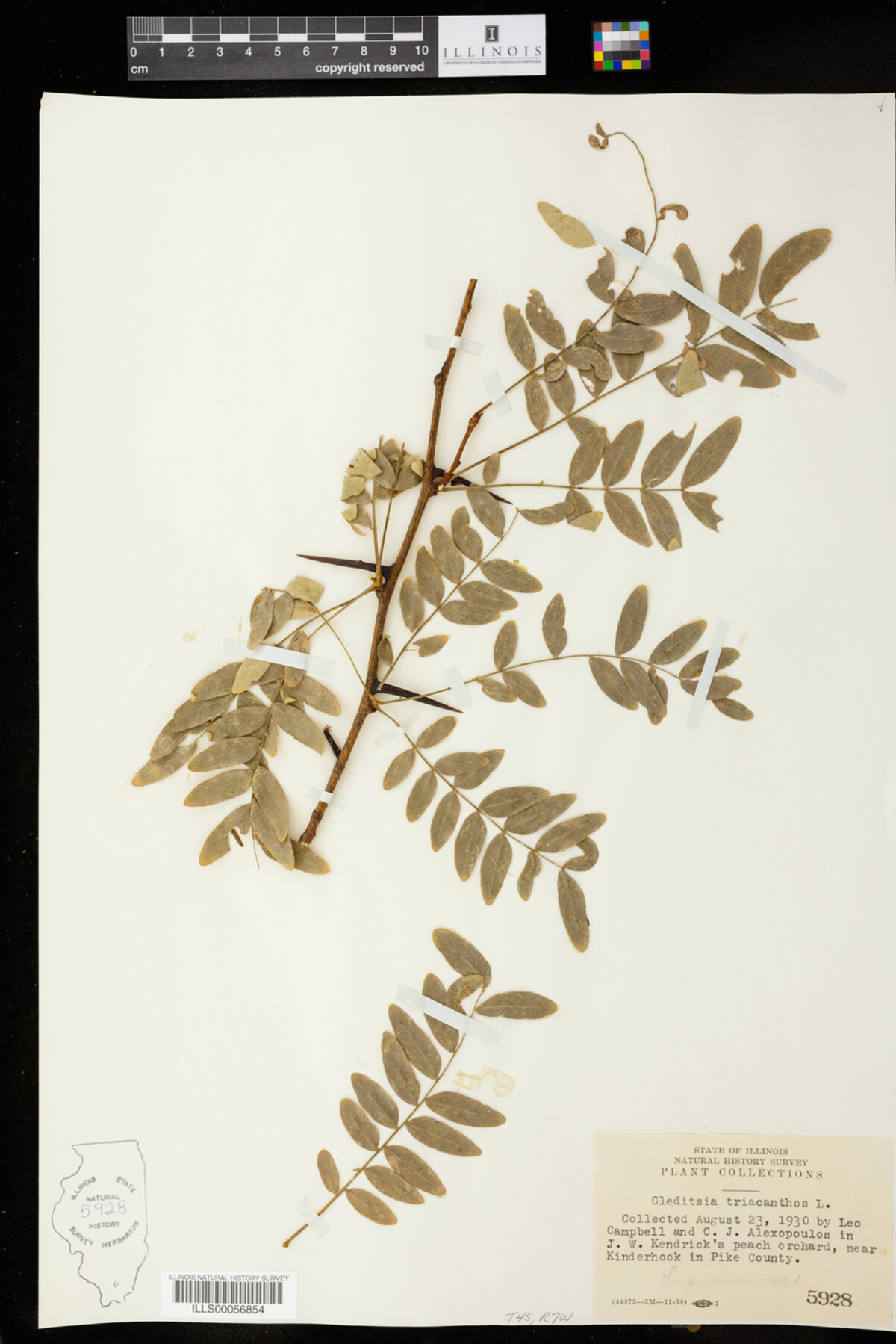 Gleditsia triacanthos image